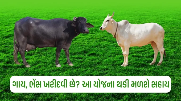 પશુ વ્યાજ સહાય યોજના